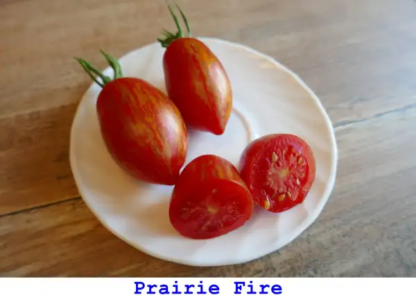 Tomaten: Prairie Fire