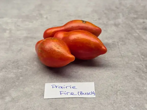 Tomaten: Prairie Fire
