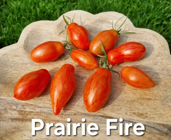 Tomaten: Prairie Fire