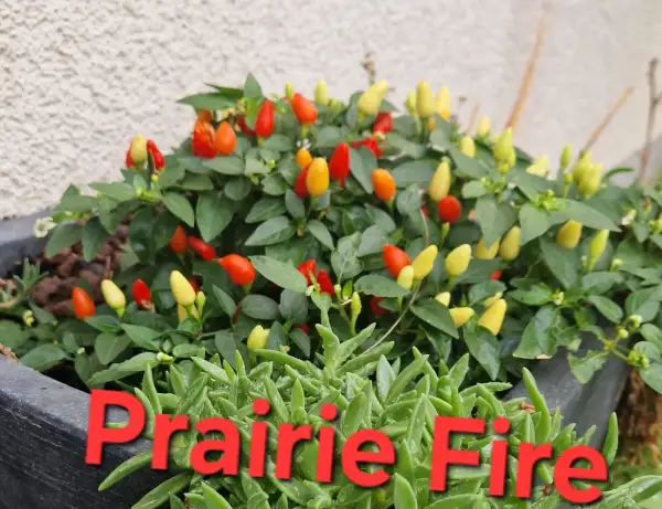 Chili: Prairie Fire