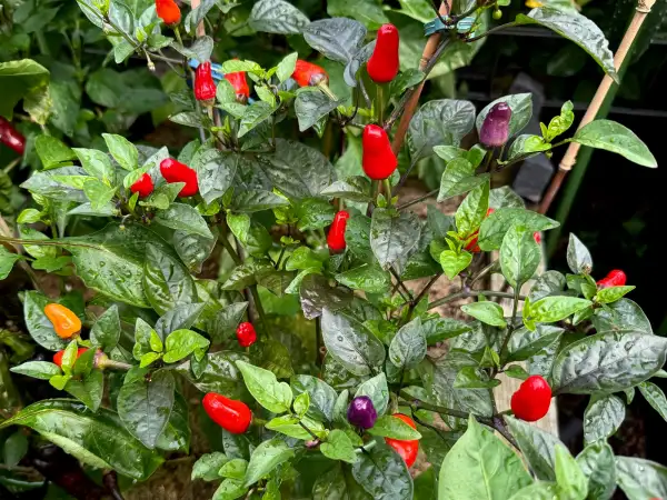 Chili: Prairie Fire