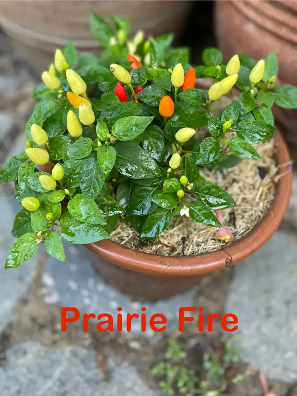 Chili / Paprika: Prairie Fire