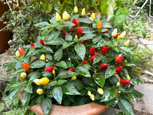 Chili: Prairie Fire