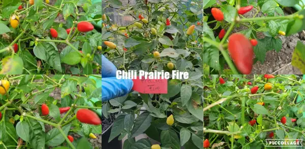 Chili / Paprika: Prairie Fire