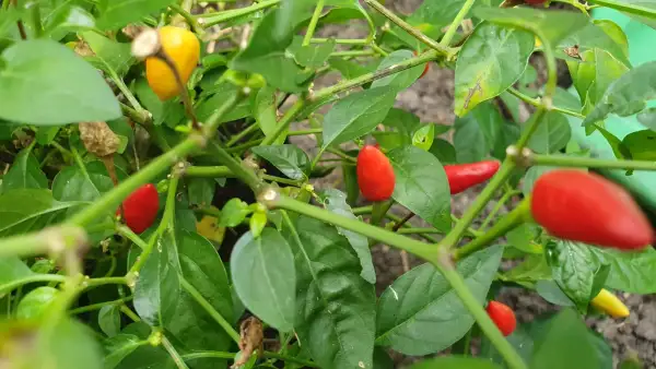 Chili / Paprika: Prairie Fire