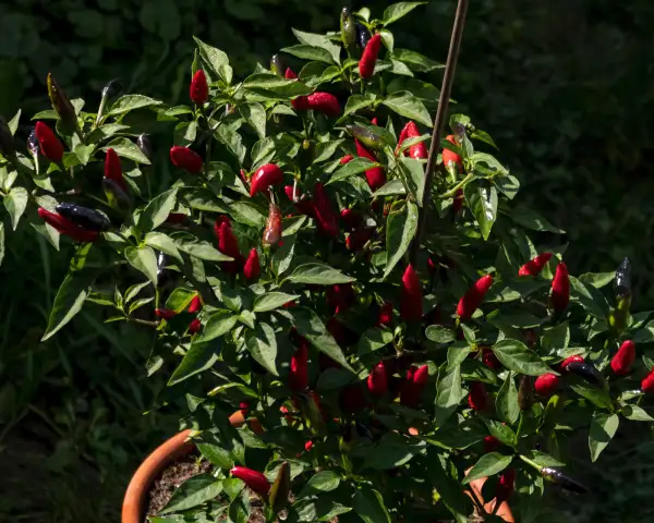 Chili / Paprika: Prairie Fire Black