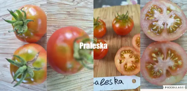 Tomaten: Praleska - Buscht.50cm