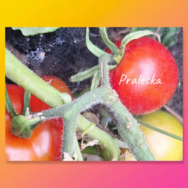 Tomaten: Praleska