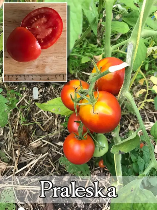 Tomaten: Praleska