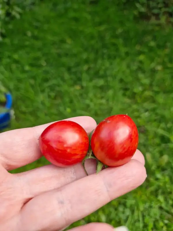 Tomaten: Praleska