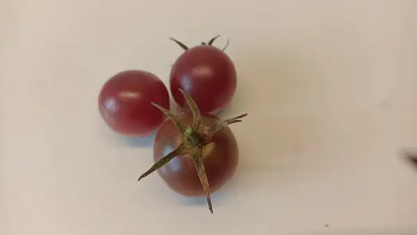 Tomaten: Praline