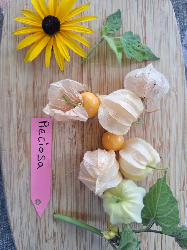 Physalis: Preciosa