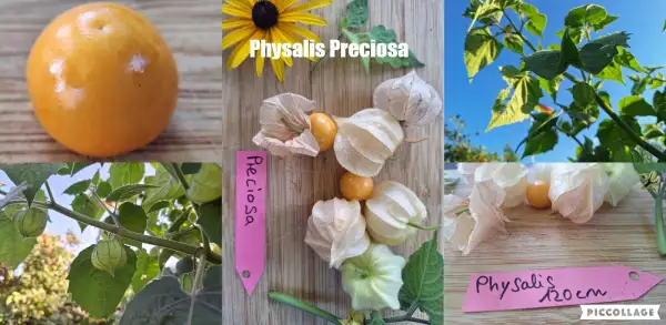 Physalis: Preciosa