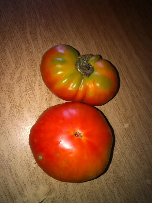 Tomaten: President Garfield