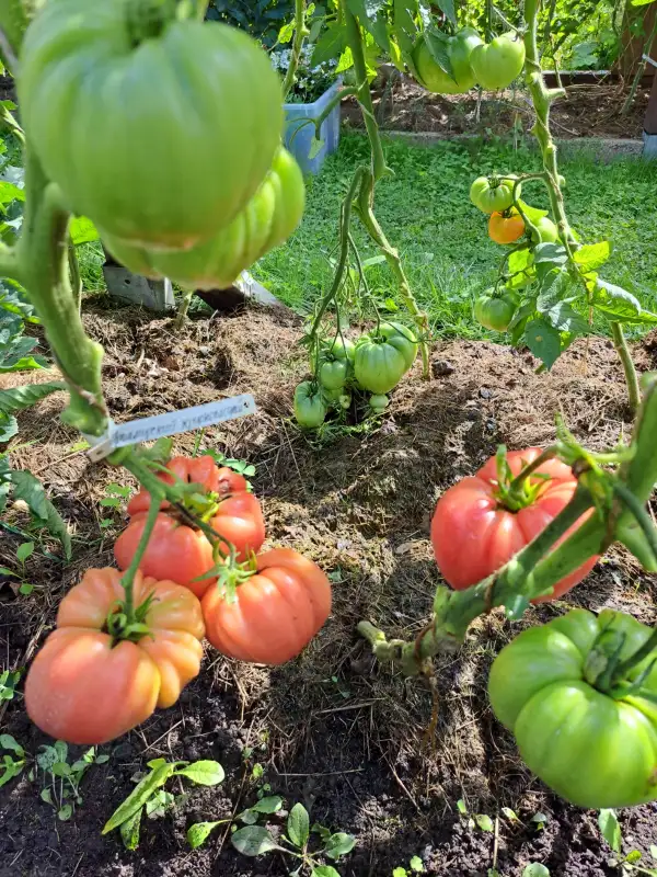 Tomaten: Priamurskij krupnoplodnyj