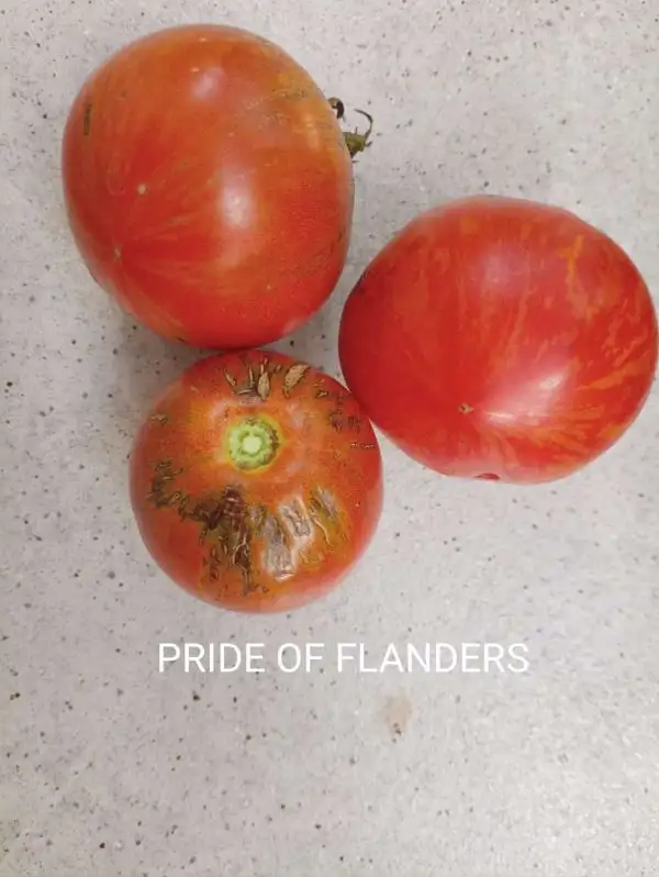 Tomaten: Pride of Flanders