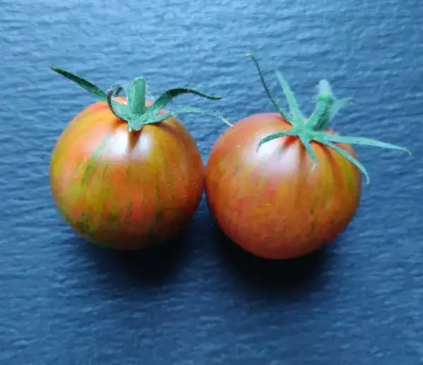 Tomaten: Pride of Flanders