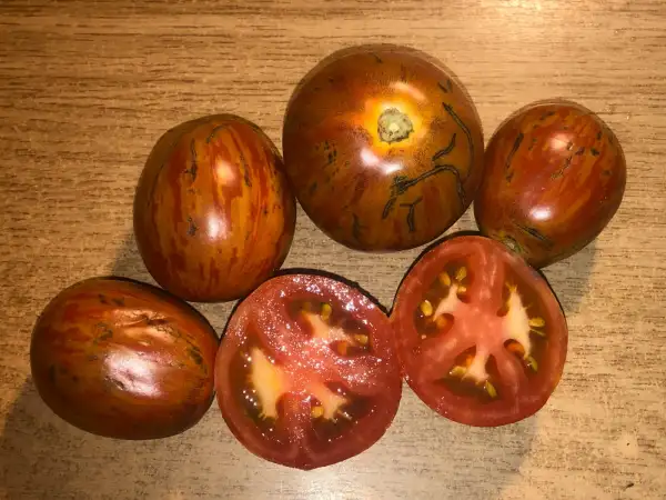 Tomaten: Pride of Flanders
