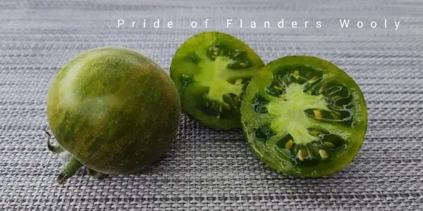 Tomaten: Pride of Flanders Wooly