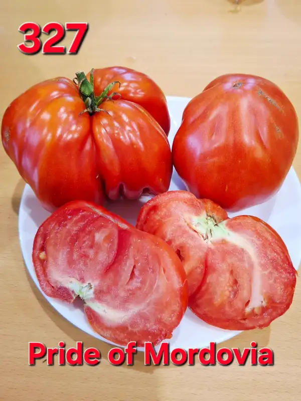 Tomaten: Pride of Mordovia
