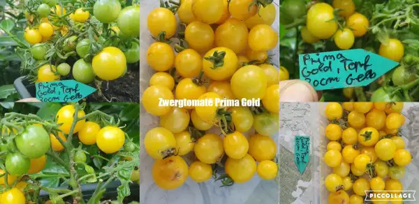 Tomaten: Prima Gold - Microdwarf/Zwergtomate