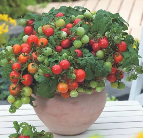 Tomaten: Primabell