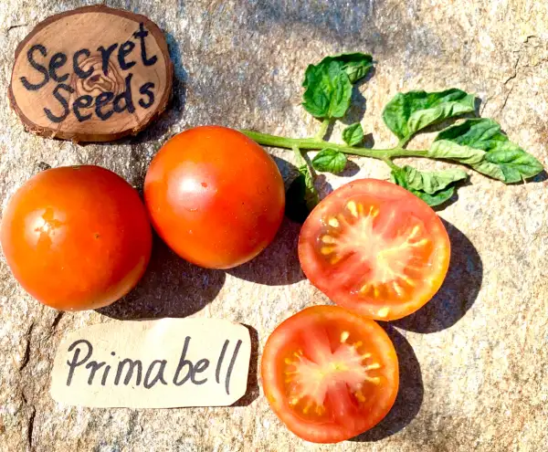 Tomaten: Primabell