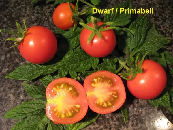 Tomaten: Primabell