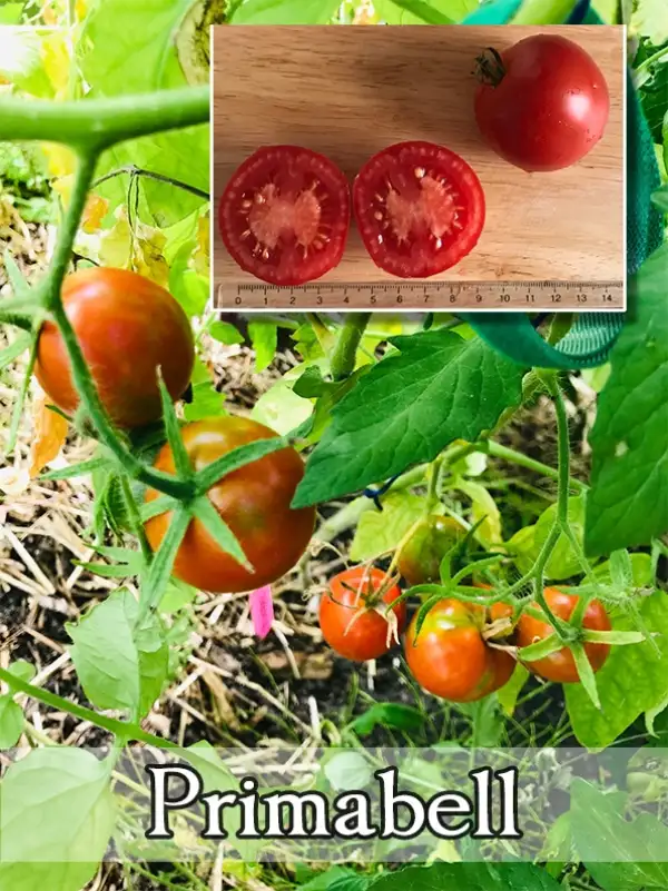 Tomaten: Primabell (micro dwarf)