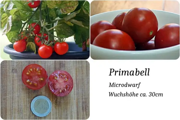 Tomaten: Primabell Microdwarf