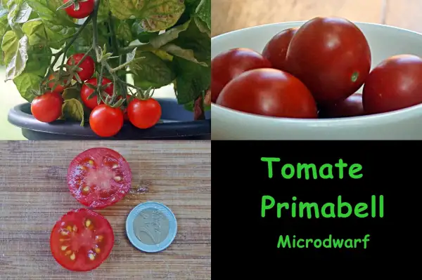 Tomaten: Primabell Microdwarf