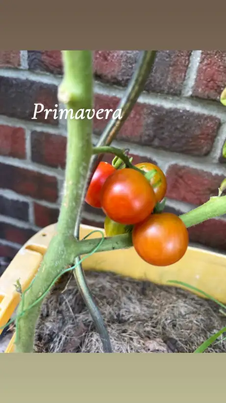 Tomaten: Primabella - eine leckere Naschtomate
