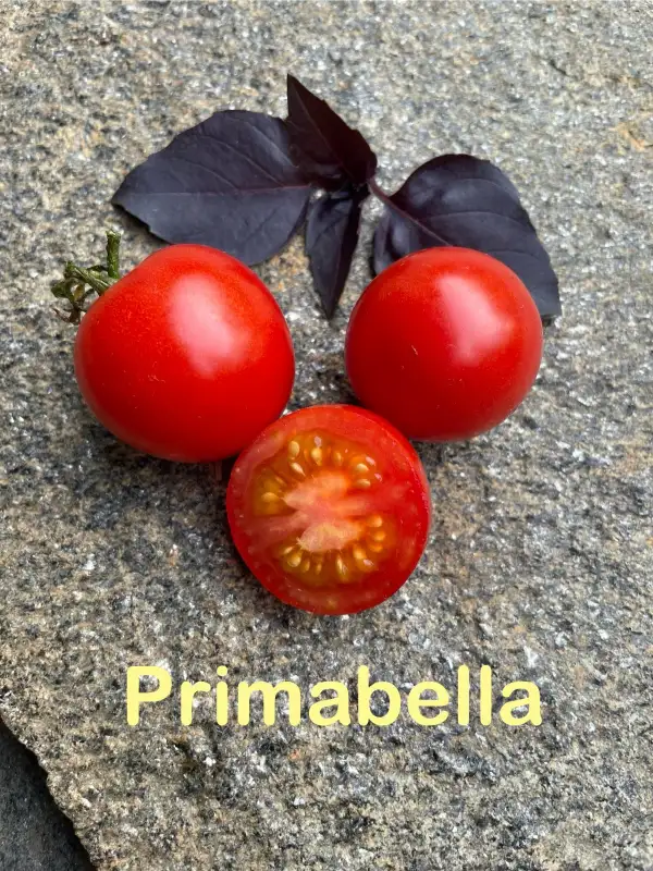 Tomaten: Primabella