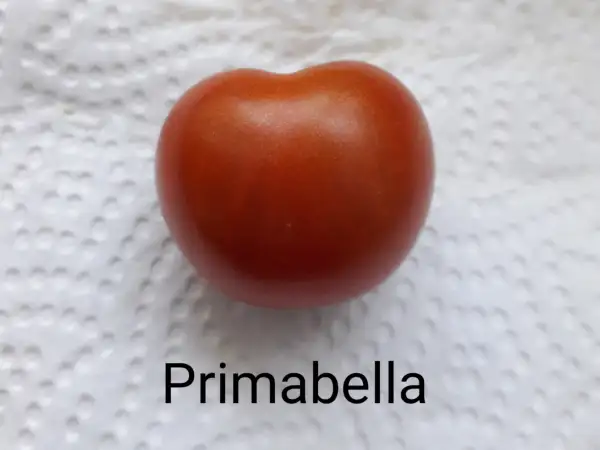 Tomaten: Primabella