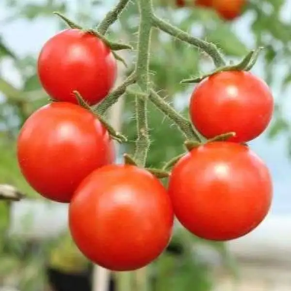 Tomaten: Primabella