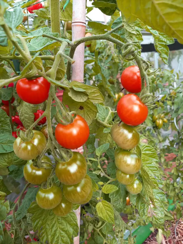 Tomaten: Primabella
