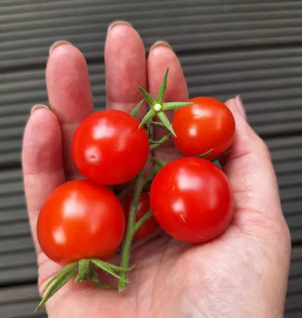 Tomaten: Primabella