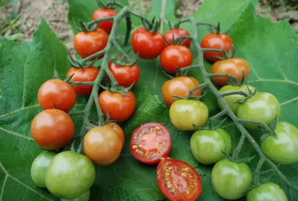 Tomaten: Primabella