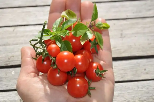 Tomaten: Primabella