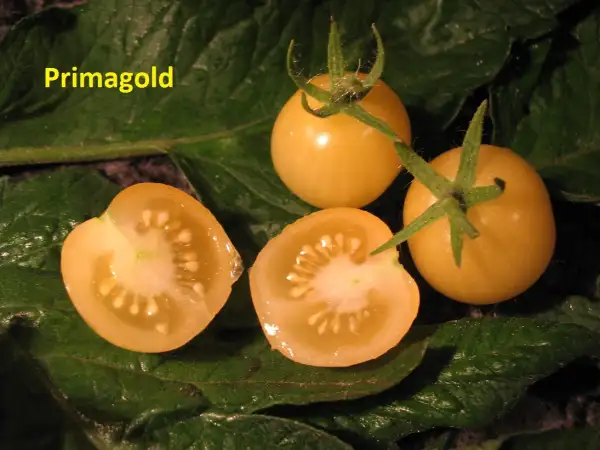 Tomaten: Primagold