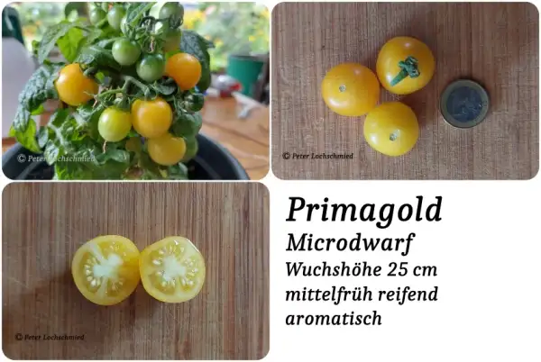 Tomaten: Primagold