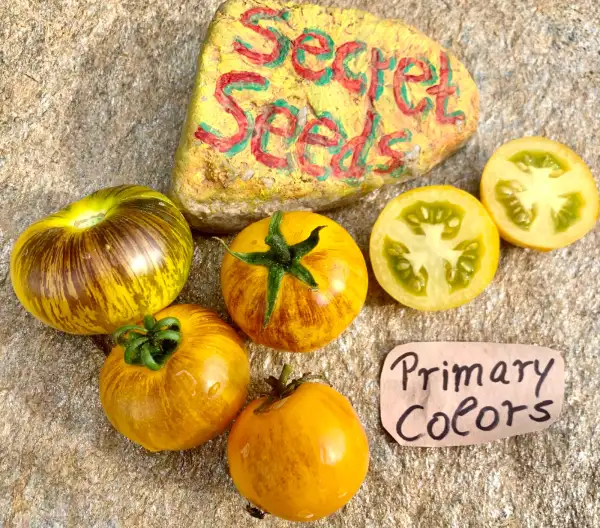 Tomaten: Primary Colors