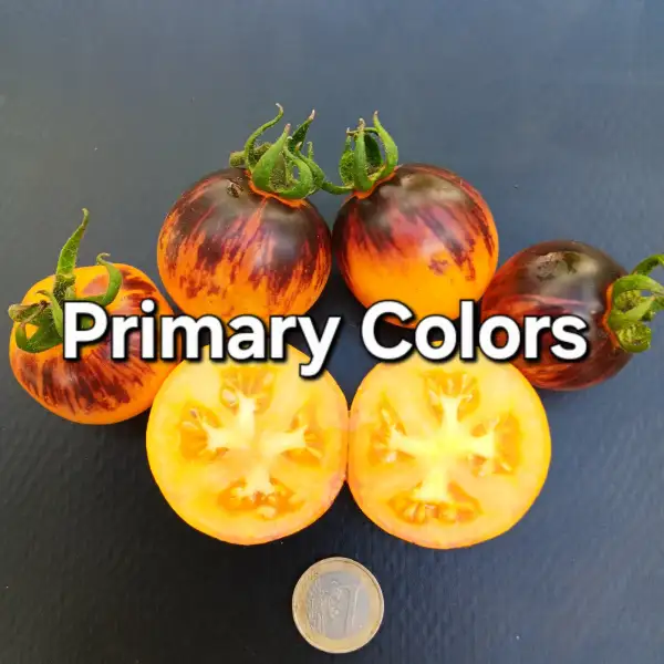 Tomaten: Primary Colors