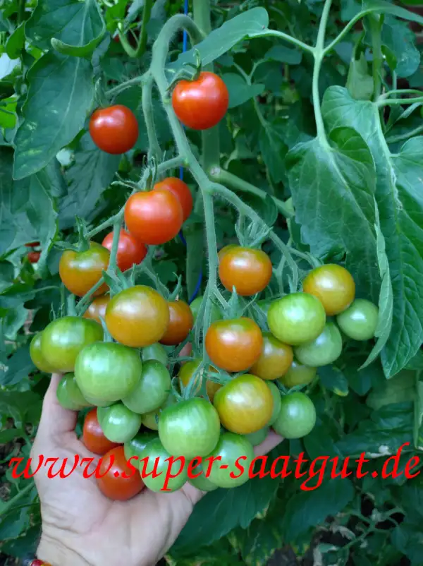 Tomaten: Primavera