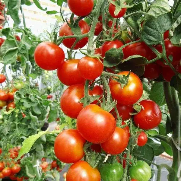 Tomaten: Primavera