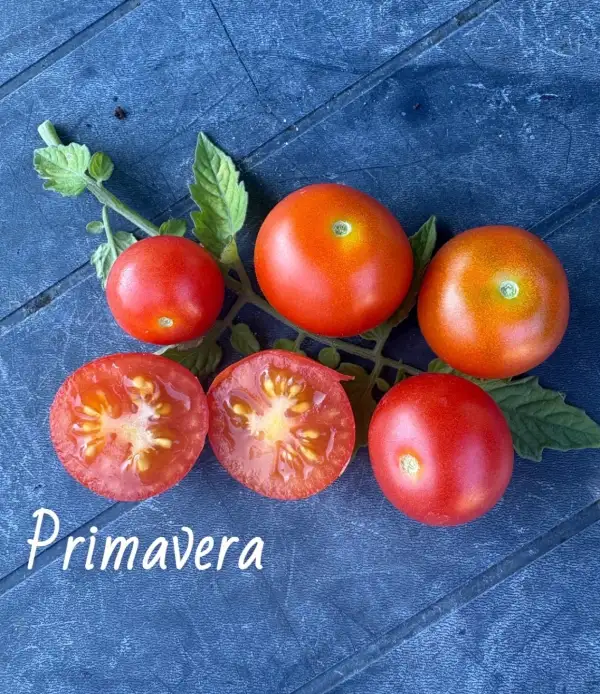 Tomaten: Primavera
