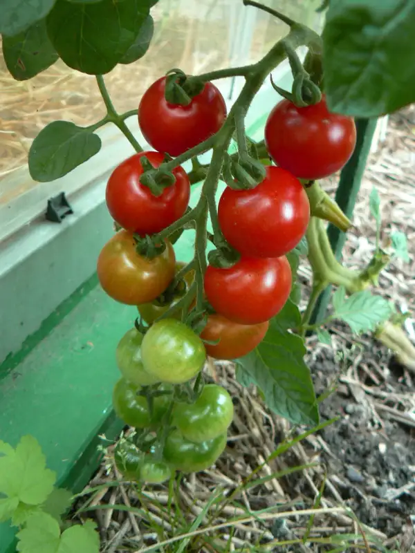 Tomaten: Primavera