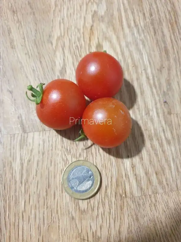 Tomaten: Primavera