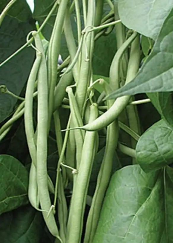 Bohnen: Primel