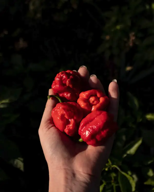 Chili / Paprika: Primo Lucifer